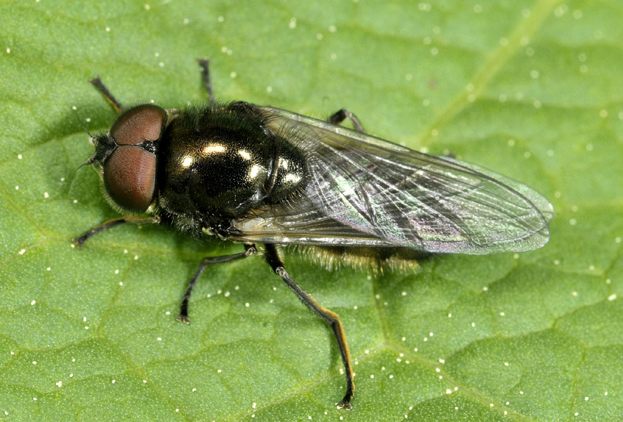 Syrphidae: cfr. Cheilosia sp. (o Heringia sp.), maschio